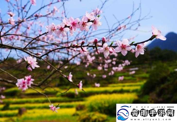 国色天香桃花朵朵开