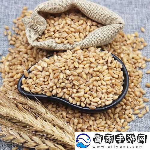 韩国朋友家的麦子