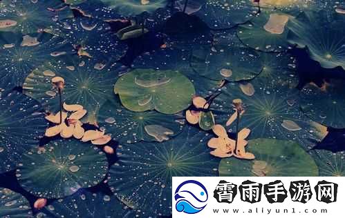 老人船上弄雨荷：悠然自得的水上时光