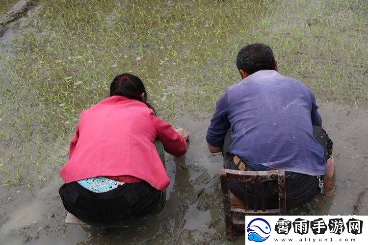夫妻插秧