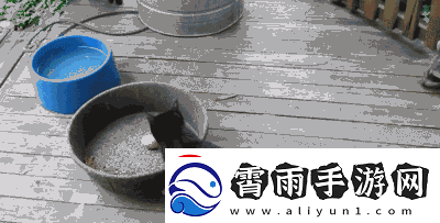 求猫咪最新地域名