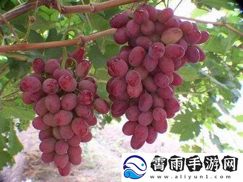 对着镜子把葡萄一粒粒