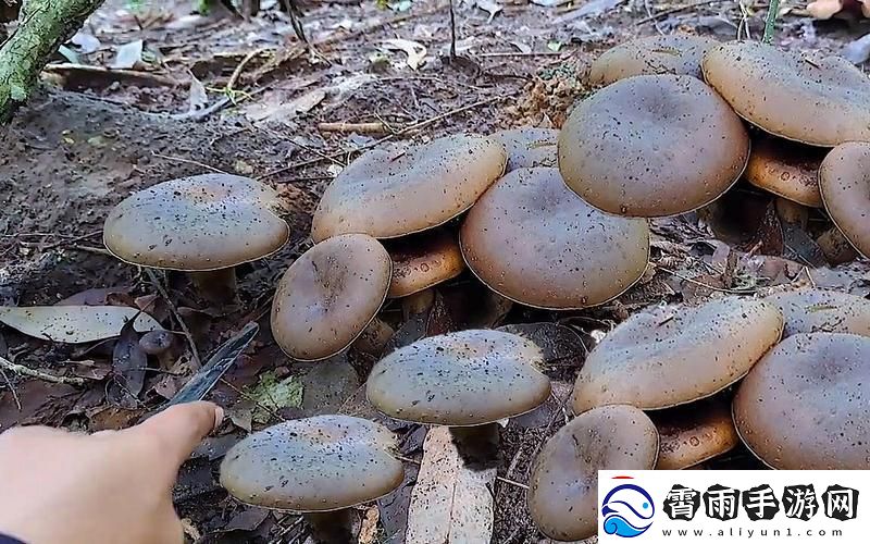 “菇菌诡秘-黑料揭秘：创新江湖谁主沉浮-”