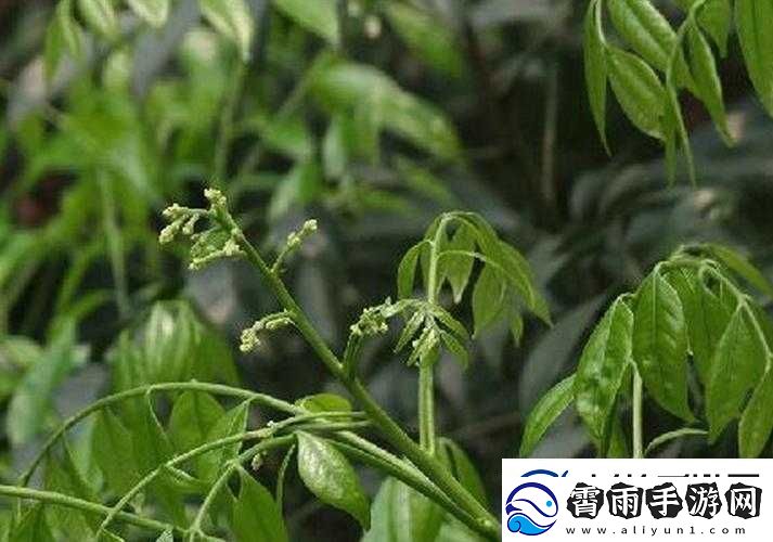 jizz-小黄皮：探索未知的奇妙旅程