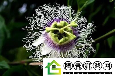 肉莲花吸入金刚杵会怎么样