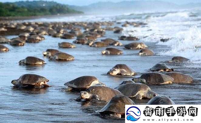 解密FREEZEFRAME-丰满寡妇：探寻背后的故事