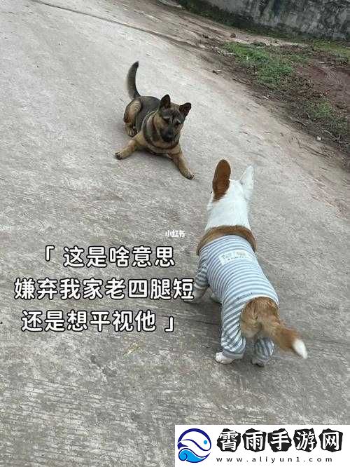 如何与婆和我的狗老公相处