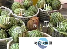 一瓜未平一瓜又起是什么梗络用语