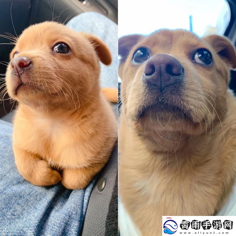 狗儿成熟时