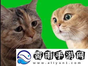 猫猫对话是什么梗络用语