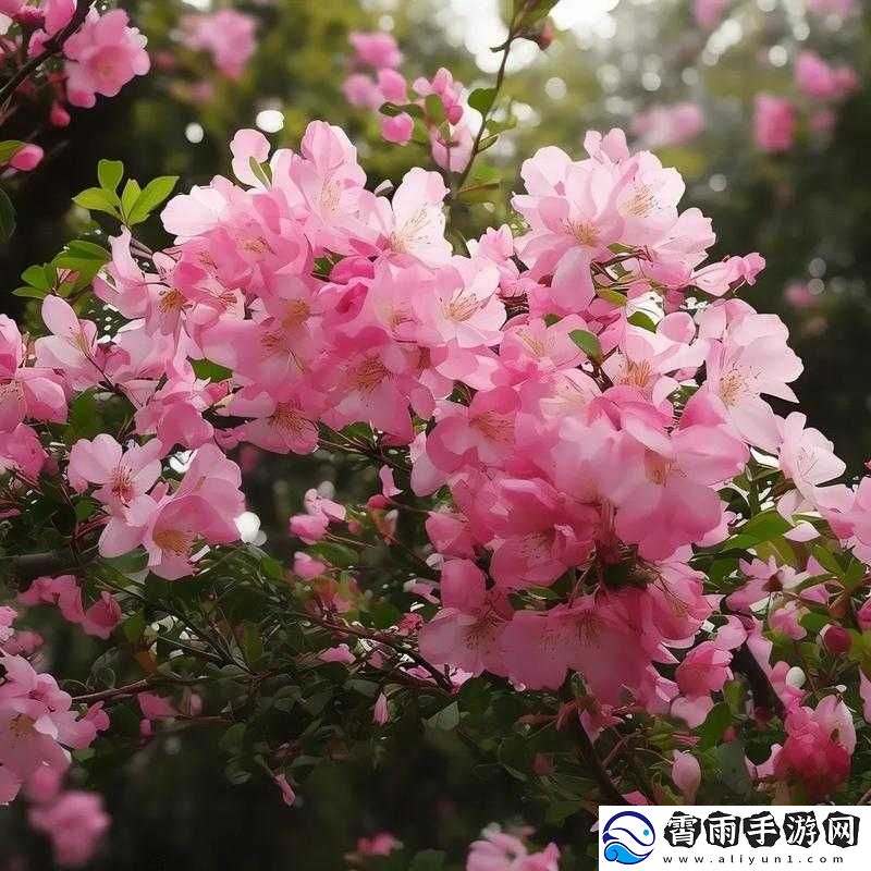 91-风月海棠：娇艳花卉惹人爱