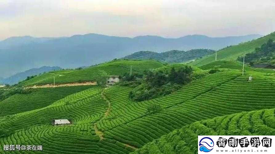 亚洲日本一线产区-高品质茶叶的发源地