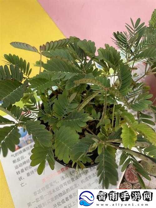 含羞草四叶草三叶草