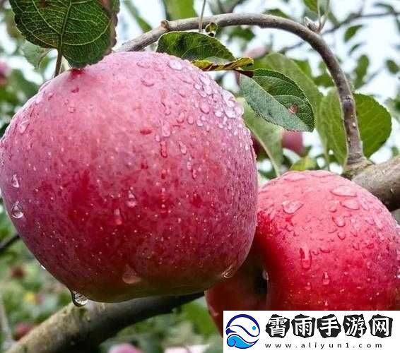 糖心