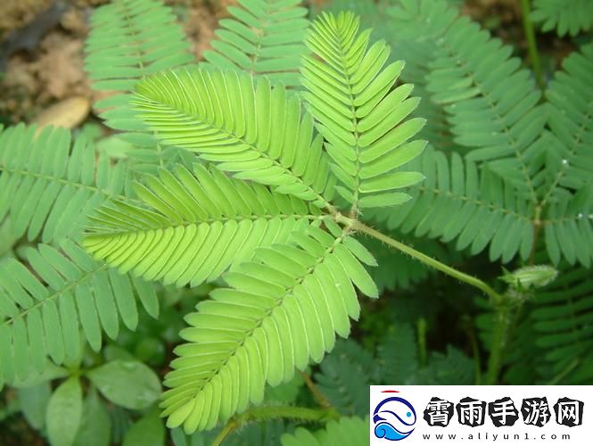“含羞草二传”