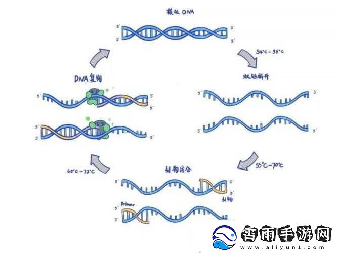 DNA