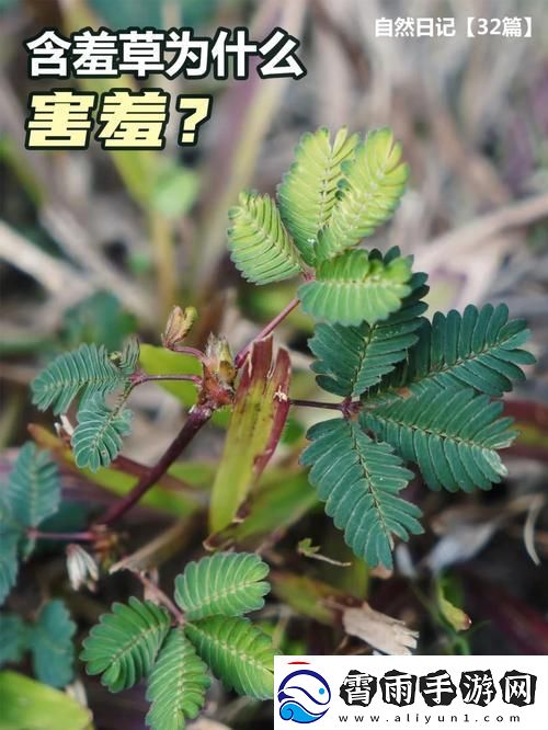 “含羞草二传”