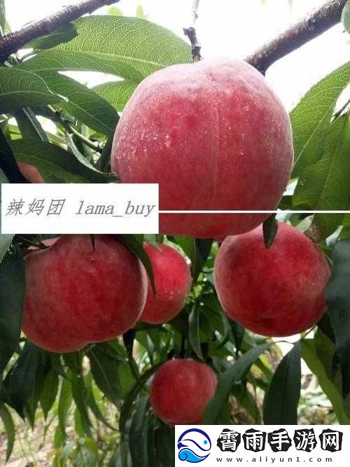 无人一区二区区别红桃内幕揭秘