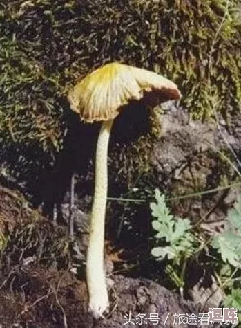 蘑菇视频污引发广泛关注