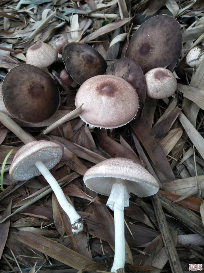 蘑菇视频污引发广泛关注-网友热议其对青少年影响-背后真相令人震惊！