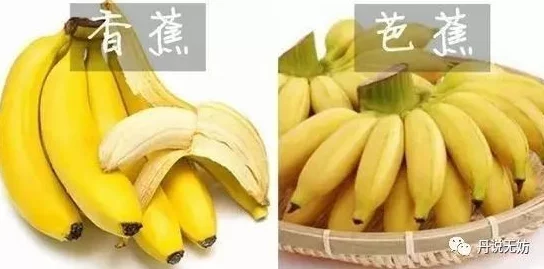 香蕉视频入口