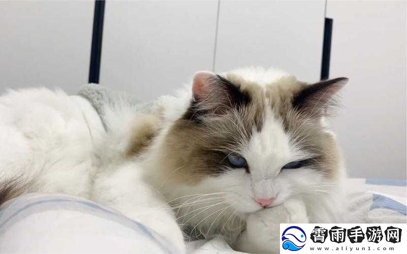 毛多多啊啊啊