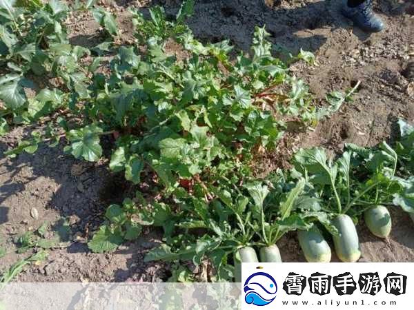 后二人世界拔萝卜第一人称
