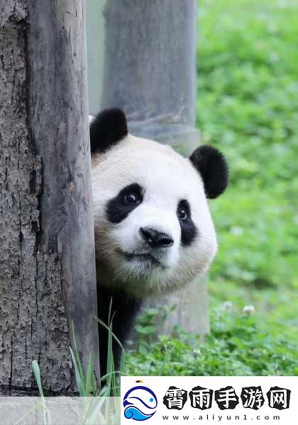 幸福宝APP官网导入资源