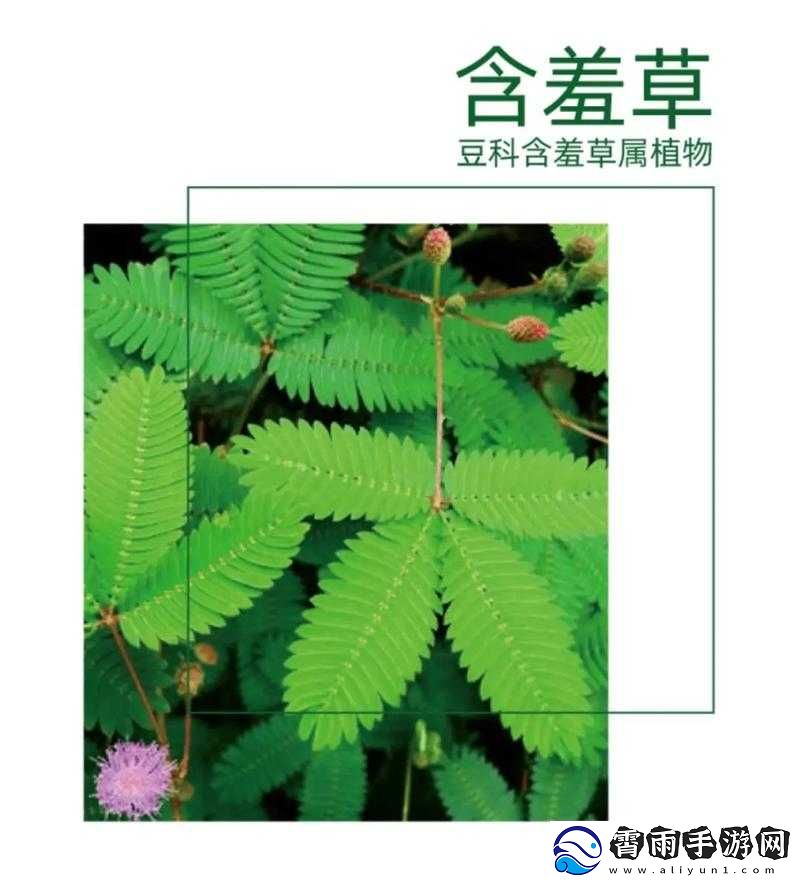 含羞草四大品种大揭秘