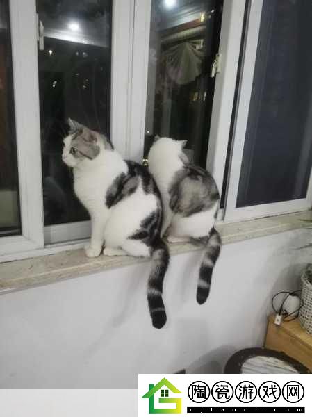 糖心短视频VLOG柚子猫视频