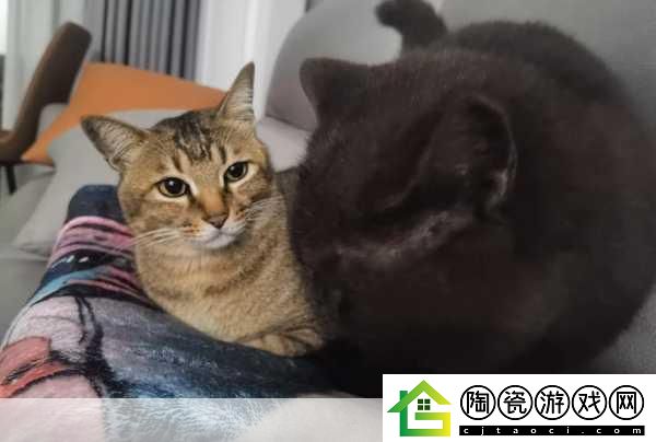 糖心短视频VLOG柚子猫视频