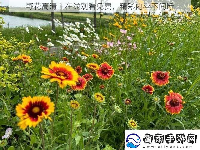 野花高清