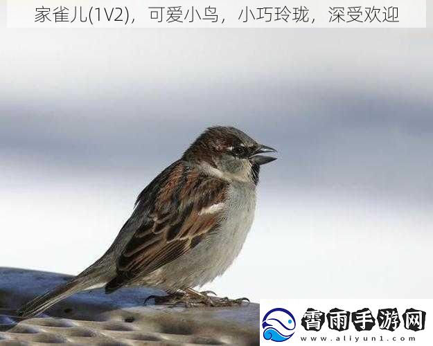 家雀儿1V2可爱小鸟小巧玲珑深受欢迎