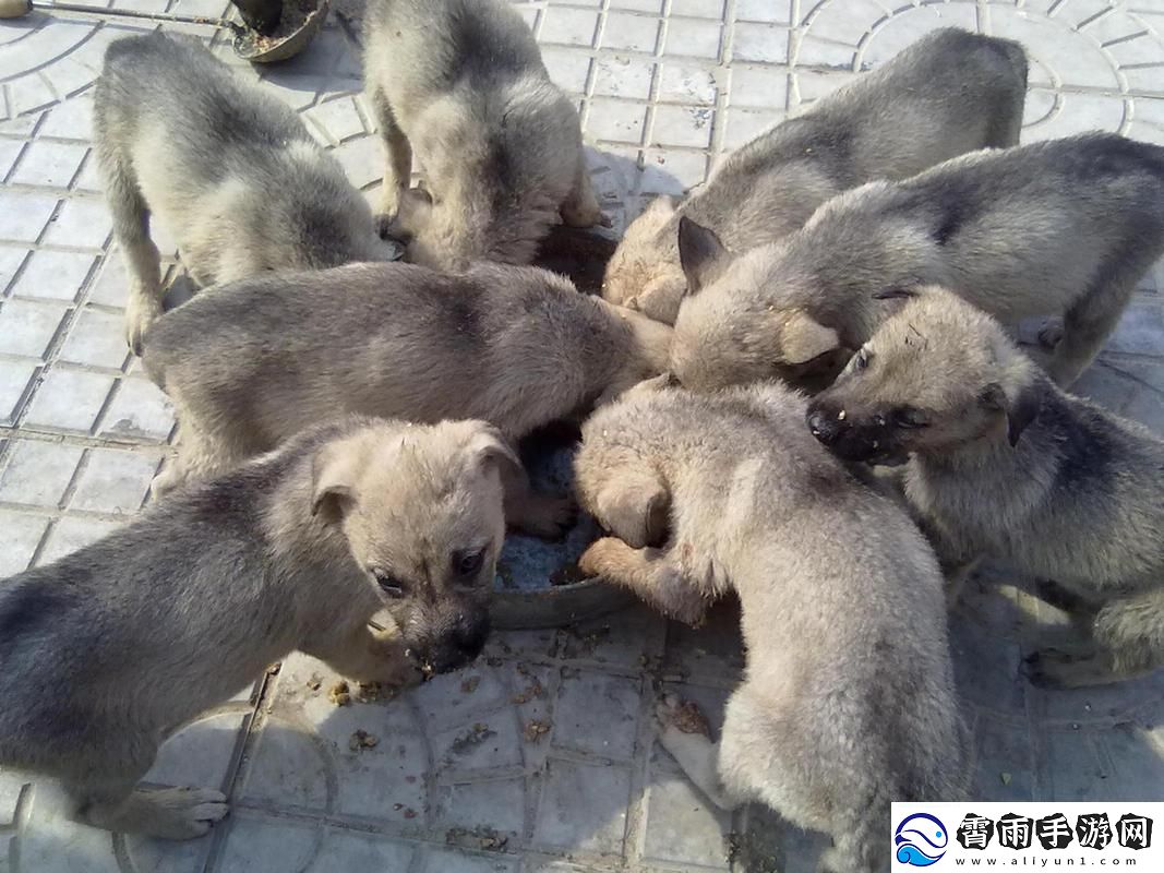 狗狗猛涨精肉狗大壮市场占有率-友：这真是趋势吗