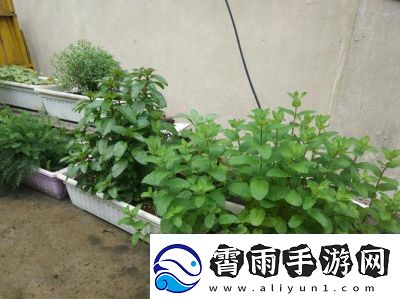 探索温暖香草的秘密所在